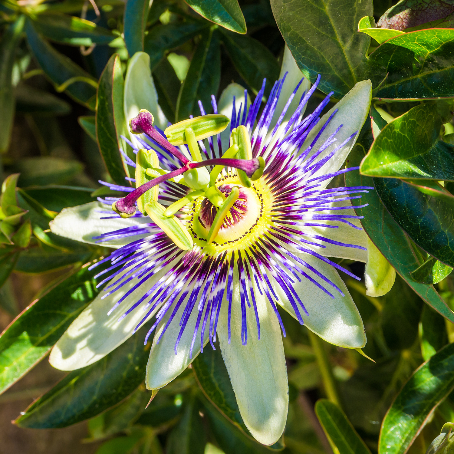 Passiflore
